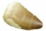 Fossil Mosasaur (Thalassotitan) Tooth - Morocco #364048-1